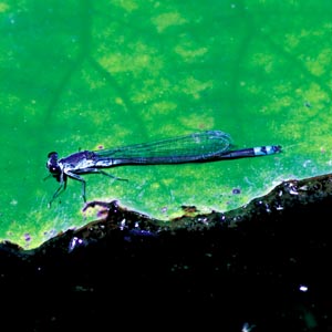 �N���C�g�g���{