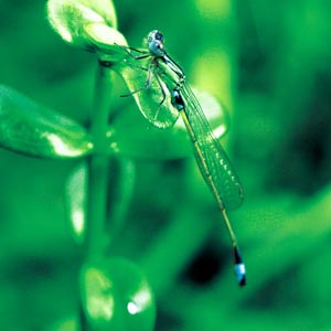 �A�I�����C�g�g���{