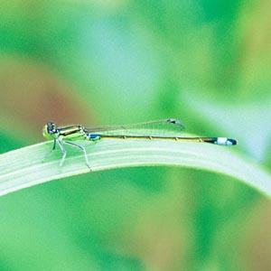 ���m�T�V�g���{