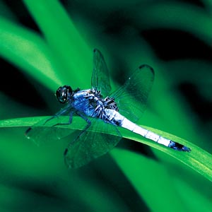 �I�I�V�I�J���g���{