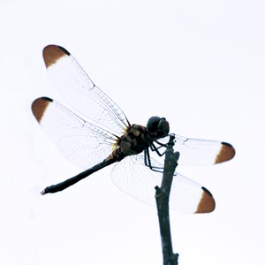 �m�V���g���{