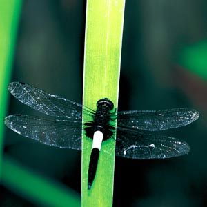 �R�V�A�L�g���{