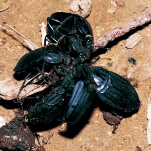 �I�I�q���^�V�f���V