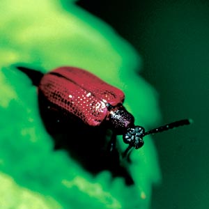 �A�J�N�r�i�K�n���V