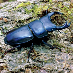 �I�I�N���K�^