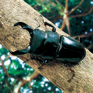 �q���^�N���K�^