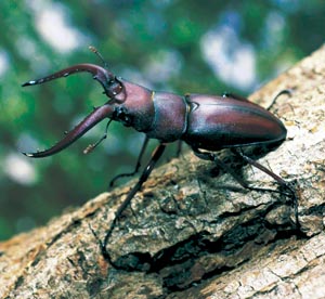 �m�R�M���N���K�^