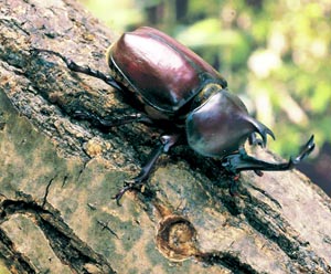 �J�u�g���V