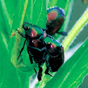 �}���R�K�l