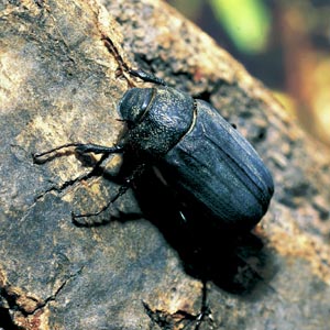 �N���R�K�l