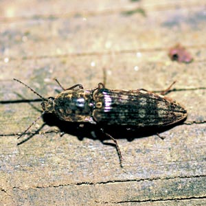 �V���t���R���c�L