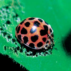 �j�W���E���z�V�e���g�E