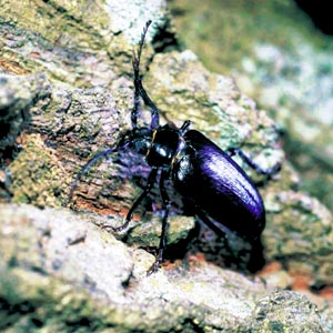 �m�R�M���J�~�L��