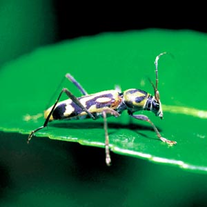 �^�P�g���J�~�L��