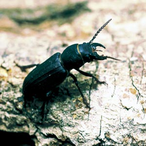 �N���J�~�L��