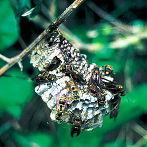 �R�A�V�i�K�o�`