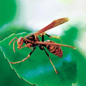 �L�A�V�i�K�o�`