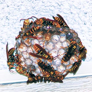 �Z�O���A�V�i�K�o�`