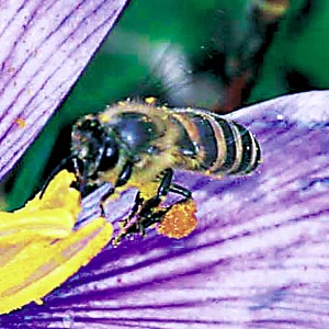 �Z�C���E�~�c�o�`