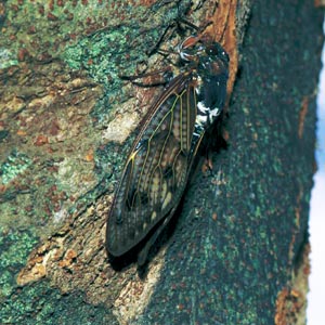 �A�u���[�~