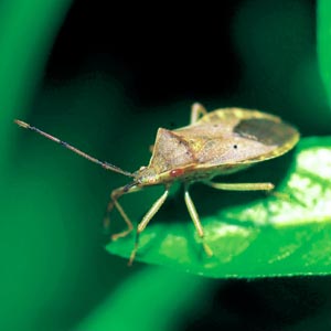 �z�V�n���r���w���J�����V