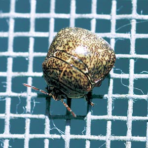 �}���J�����V