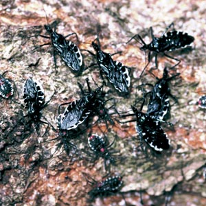 ���R�d�i�T�V�K��