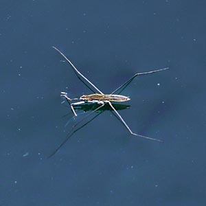 �A�����{