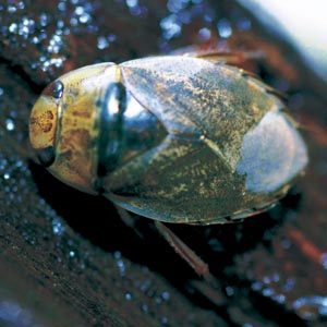 �R�o�����V