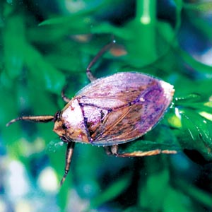 �R�I�C���V