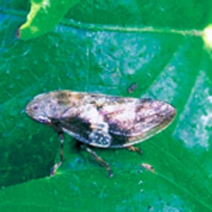 �V���I�r�A���t�L