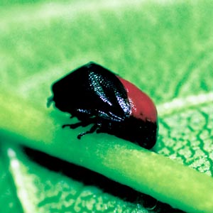 ���l�A�J�A���t�L