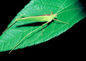 �Z�O���c�����V