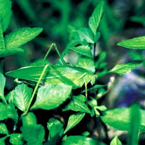 �T�g�N�_�}�L���h�L