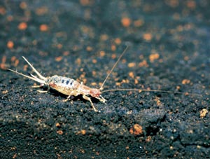 �J�l�^�^�L