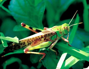 �g�m�T�}�o�b�^