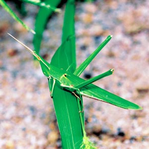 �V���E�����E�o�b�^