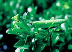 �n���r���J�}�L��