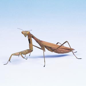 �R�J�}�L��