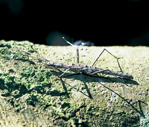 �g�Q�i�i�t�V