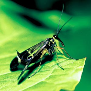 ���}�g�V���A�Q