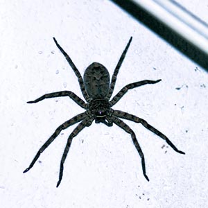 �A�V�_�J�O��