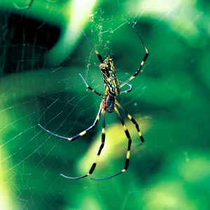 �W�����E�O��