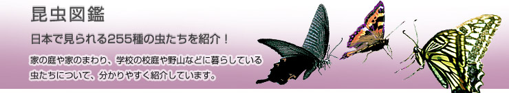 �����}��