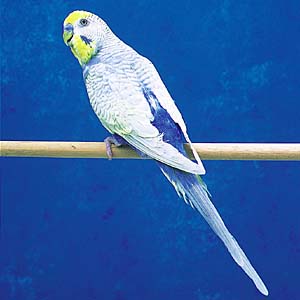 �C�G���[�E�C���O�Z�L�Z�C