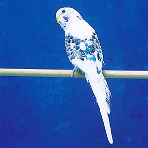 �n���N�C���z���C�g�Z�L�Z�C