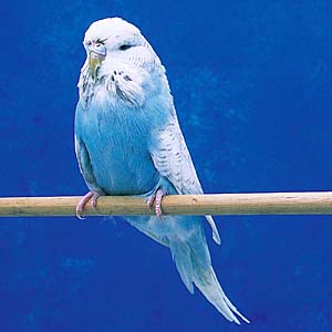 �W�����{�Z�L�Z�C