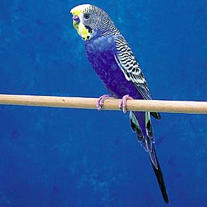 �o�C�I���b�g�Z�L�Z�C