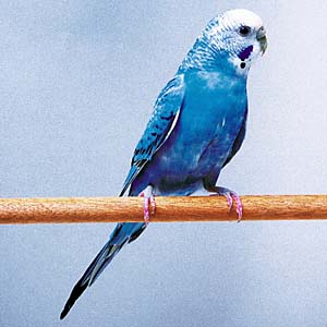 �R�o���g�u���[�Z�L�Z�C