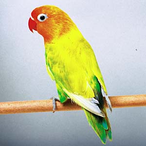 ���}�u�L�{�^���C���R